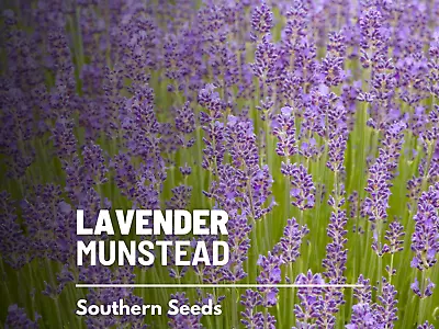 Lavender Munstead - 30 Seeds - Fragrant Herb - Mosquito Repellent - NonGMO • $3.90