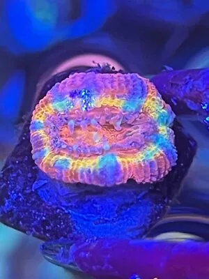 Rainbow Acan - Reef Kingdom Coral Salt Water Tank WYSIWYG • $25