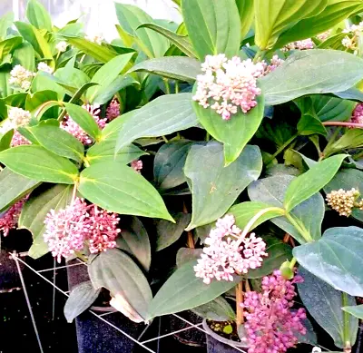 Malaysian Orchid Medinilla Myriantha 2 Live Roots Out Door Sri Lankan Tropical • $29.99