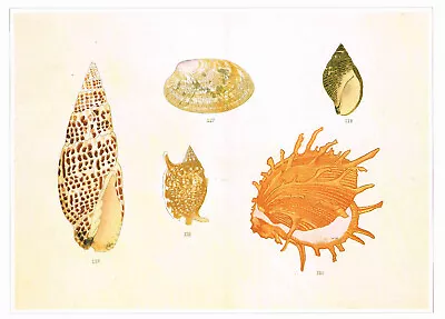 Japanese Woodcuts Of Shells Vintage 1991 Shell Print Picture CNHPS#127 • $4.96