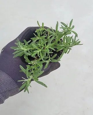 3 Lavandula Munstead English Lavender Live 3  Starter Plants  • $14.97