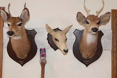 Vintage Trio Whitetail Deer Head Shoulder Mounts Taxidermy Antler Mule Cape Shed • $295