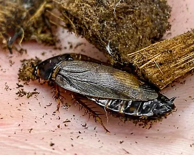  Surinam Roaches  (Pycnoscelus Surinamen) / LIVE FEEDER INSECTS / STARTER COLONY • $24.95