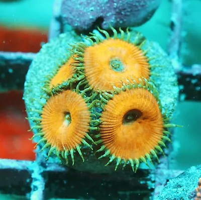 Jason Fox Captain Jerk Paly Zoanthids Paly Zoa SPS LPS Corals WYSIWYG • $4.99