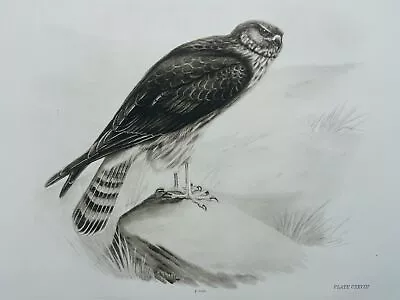£18.75 • Buy 1908 Antique Bird Print THE FEMALE HEN HARRIER By Charles Stonham / L.M. Medland