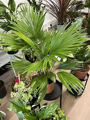 1 X Livistona Rotundifolia Table Palm Healthy Indoor House Plant Shrub In Pot • £18.50