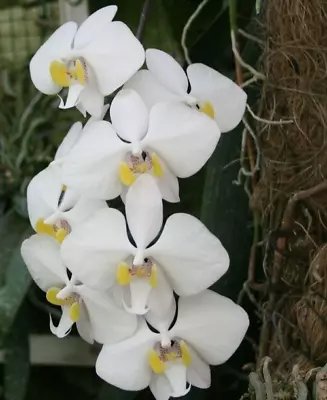 IN SPIKE - Phalaenopsis Philippinensis • $38