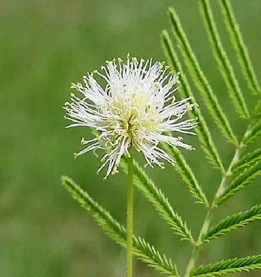 100 ILLINOIS BUNDLEFLOWER Prairie Mimosa Desmanthus Illinoensis Flower Seeds • £2.41