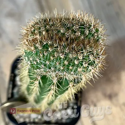 Crested Echinops.. Oxygona F. Cristata Graft [68mm Pot] Rare Cactus Succulent • $5