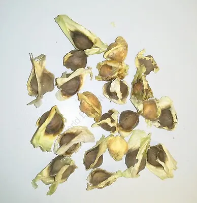 £3.99 • Buy Moringa Oleifera - 12 Seeds - Murungai Drumstick Tree Plant Flower Leaf Patio 