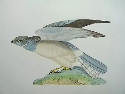 £24.75 • Buy C1870 Antique Print THE HEN HARRIER History Of British Birds By F.O. Morris