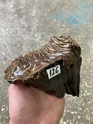 Woolly Mammoth Partial Tooth Fossil  126 • $175