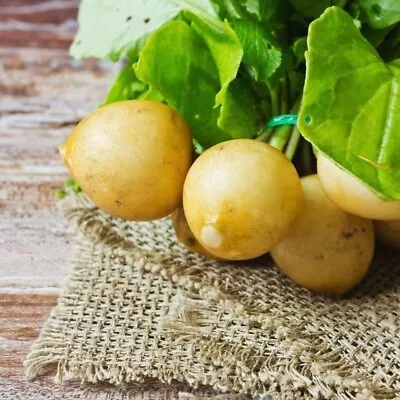 Polish Radish Zlata Gold X 250 Seeds - NEXT DAY DISPATCH-Pictorial Packet • £1.99