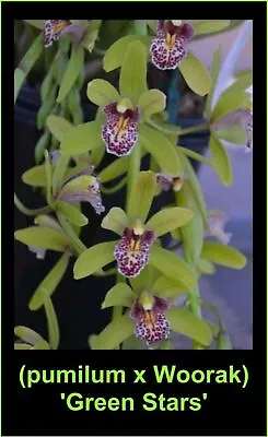 $15 • Buy OoN Cymbidium Orchid (pumilum X Woorak) 'Green Stars M3757 (68mm Pot)