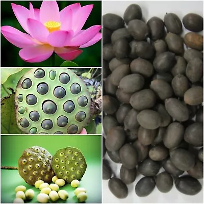 Lotus Seeds Ceylon Nelumbo NuciferaLotus Flower Seeds From Ceylon 10+ SEEDS • £7.71