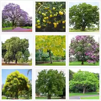 Job Lot Of 50 Packets Of Seeds.  Various Trees & Fruits Etc 1000 Seeds In Tota. • £105.84