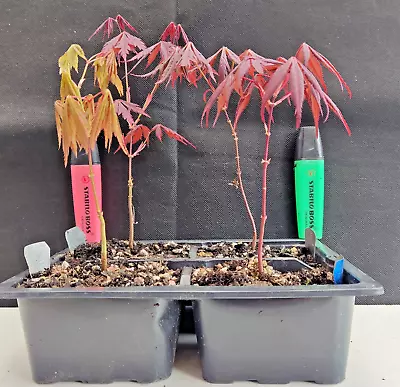 ACER PALMATUM SAPLINGS  4  X Cultivars - BURGUNDY LACE OSAKAZUKI ORNATUM Etc • £31.50