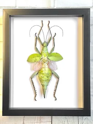 £60 • Buy Jungle Nymph Stick Insect (Heteropteryx Dilatata) Female Deep Box Frame Display