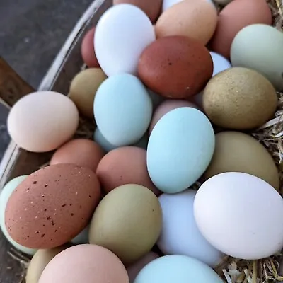 6 Rainbow Coloured Chicken Hatching Eggs Fertile Easter Egger Green Blue Olive  • £16.50