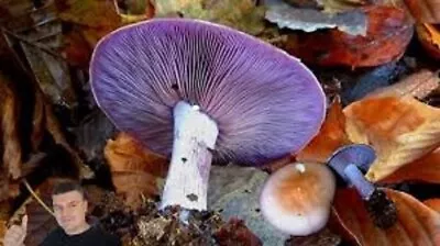 Lepista Nuda MUSHROOM Wood Blewit Seeds Spores + Printed Instruction • $9.90