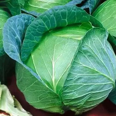 Danish Ballhead Cabbage Seeds Sauerkraut Amager NON-GMO FREE SHIPPING • $1.69