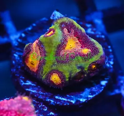 Cornbred's Tropic Thunder Favia - WYSIWYG - Frag - LIVE CORAL • $39.99