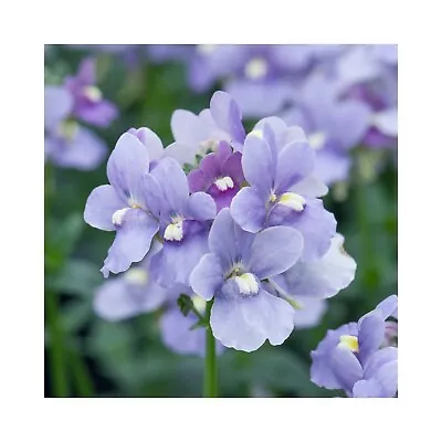 Nemesia Melody Lilac Blue - 6 Starter Plants Perfect For Baskets/pots/containers • £14.99