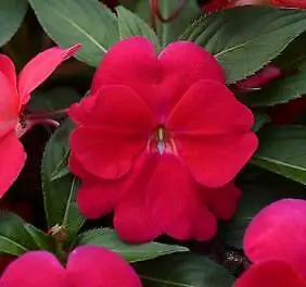 Impatiens New Guinea Divine Lipstick   1000 Seeds • £131.36