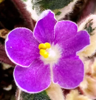 African Violet Plant * PRECIOUS LAVENDER * Semi Miniature H. Pittman Variegate • $8.90