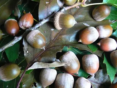 20 White Oak Acorn Seeds Shingle Oak Acorns Seeds Autumn Acorn Live Oak Seeds • $8.99