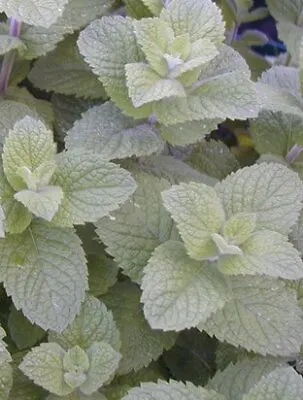 6 Apple Mint Herb Plug Plants Mint Herb Plants Herb Garden Grow Your Own. • £12.99