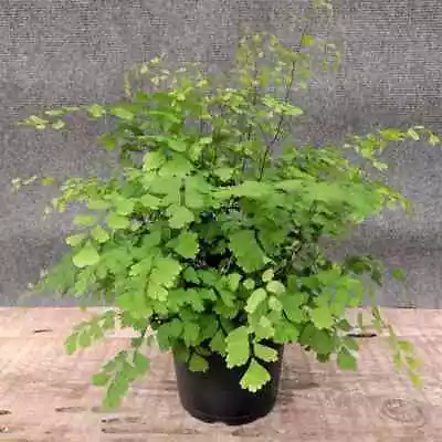 Maidenhair Fern Plant Adiantum Raddianum Live Indoor In Planting Container • $125.95