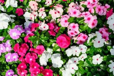 Busy Lizzie - Holstii Mix - 450 Seeds - Impatiens Walleriana • £2.69