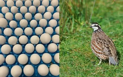 100+ Northern Bobwhite Quail Fertile Hatching Eggs! NPIP Cert - FREE SHIPPING • $78.99