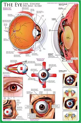 THE ANATOMY OF THE HUMAN EYE Medical Science Wall Chart Educational 24x36 POSTER • $16.19
