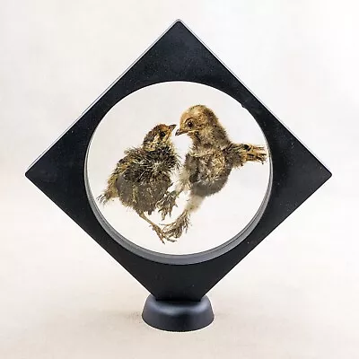 W100L Dancing Quail Chick Love Birds Display Specimen Bird Curiosities Floating • $34.99