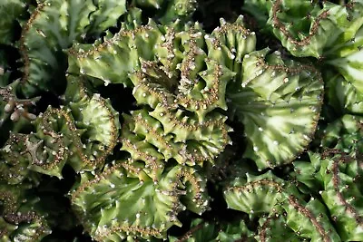 Euphorbia Lactea Crested • $76.22