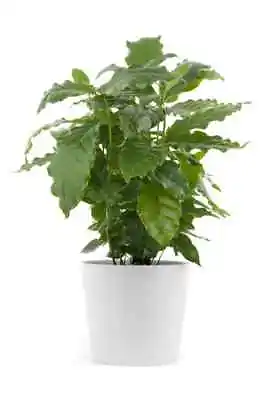 ~~ARABICA COFFEE BEAN~~Rooted Starter Plant~~Brew Your Own Coffee!~~GREAT GIFT! • $16.99