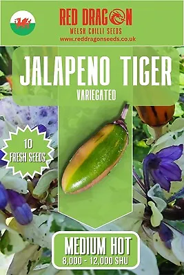 Jalapeno Tiger Chilli Seeds - 10 Fresh Seeds - Tiger Jalapeno Pepper Seeds • £3.50
