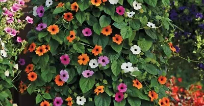 3 Thunbergia Black Eyed Susan Plug Plants Basket Vine Pink Yellow Orange Flowers • £9.95