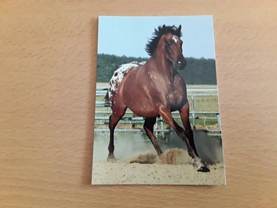 £0.99 • Buy Horse Postcards Appaloosa Pepsicolas Bublle
