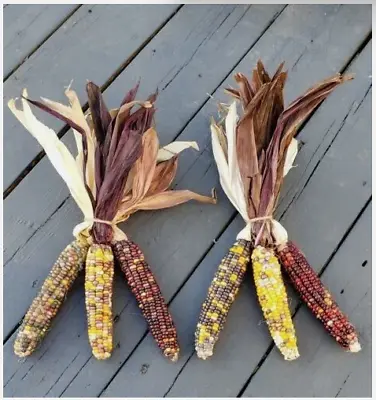 SALE Indian Corn With Husks 6-8  Fall Decor Ornamental Thanksgiving Halloween • $27.99