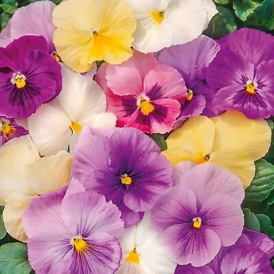 Pansy Mix PASTELS Viola Containers Cool Weather Edible USA Non-GMO 100+ Seeds! • $3.98