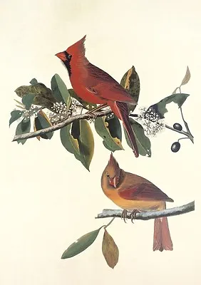 $29 • Buy John Audubon,  Cardinal Grosbeak , Digital Print, Image 16 H X 11.25 W