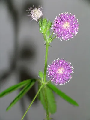 Mimosa Pudica - 100 Seeds - Sensitive Plant • £1.25