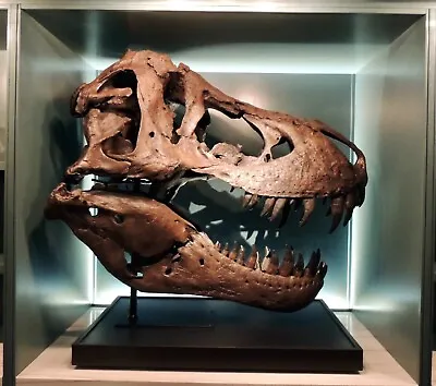 Replica Full Scale T-Rex Head  • $25000