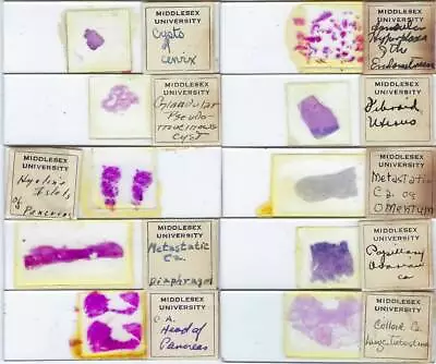 Human Pathology Microscope Slides (BB) • $10