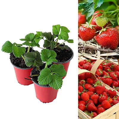 Strawberry Cambridge Favourite Fruit Plants - Hardy Garden Bushes In 9cm Pots • £8.99