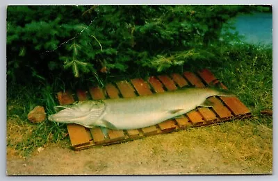 The Muskie Manitowish Waters Wis Postcard C25 • $12.50