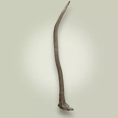 Naturally Shed Elk Antler Rack Single 1 Point Grade B 23   Spike Bull Elk • $79